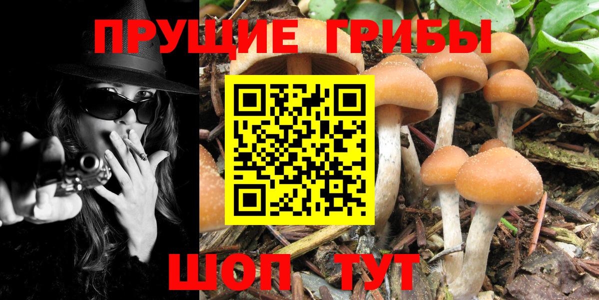 Псилоцибиновые грибы Psilocybine cubensis Ишим
